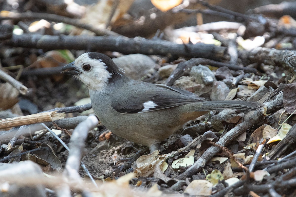 White-headed Brushfinch - ML258427891