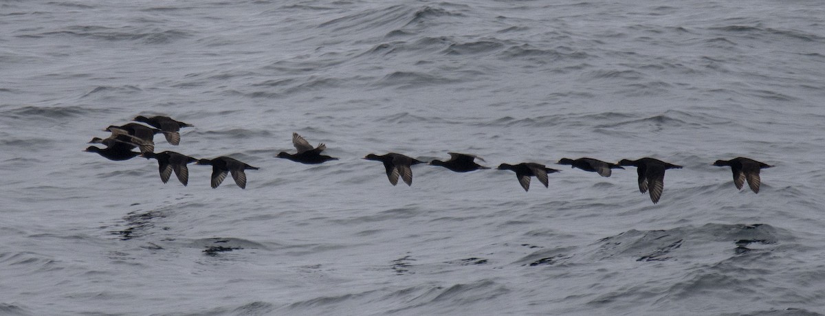 Common Scoter - ML258432141