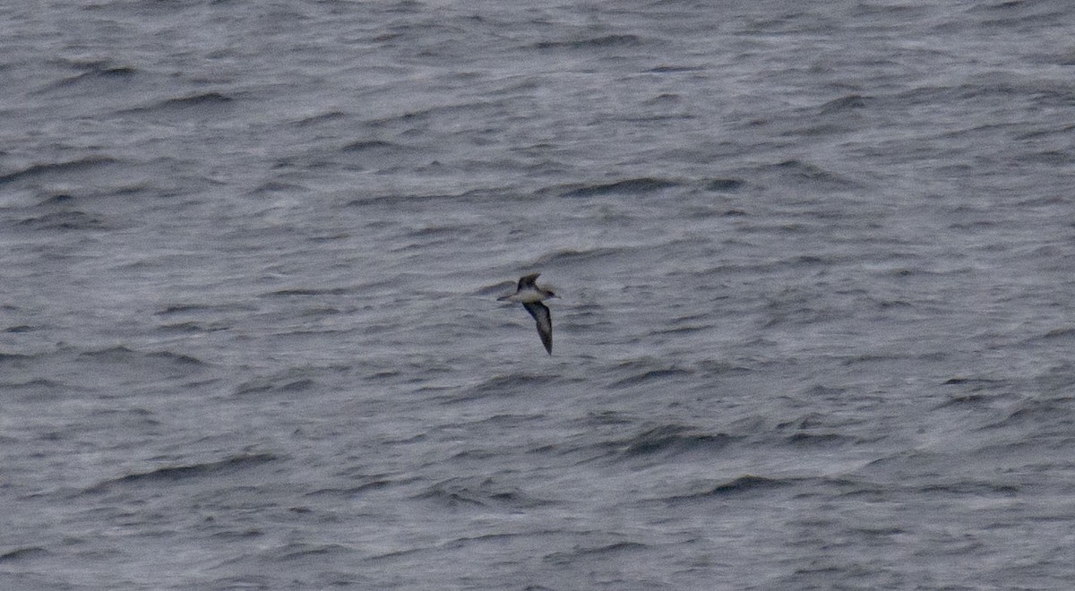 Cory's Shearwater - ML258432321