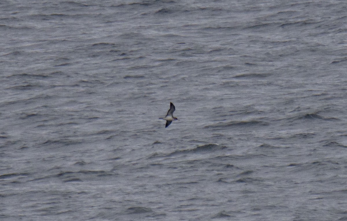 Cory's Shearwater - ML258432371