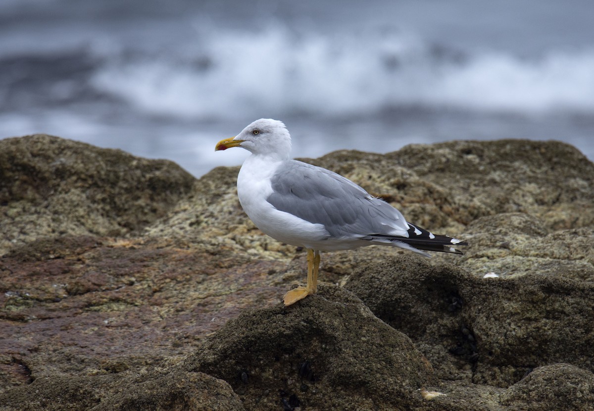 Yellow-legged Gull - ML258432411