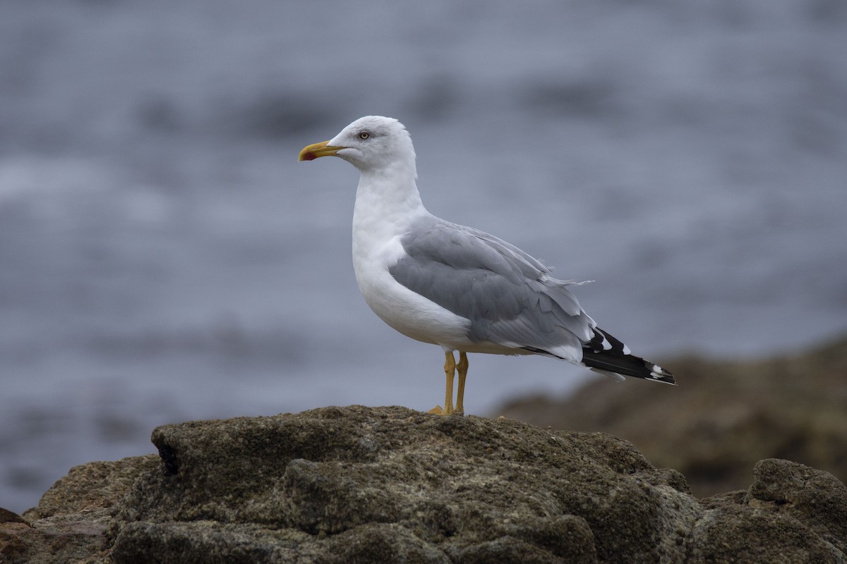 Yellow-legged Gull - ML258432521