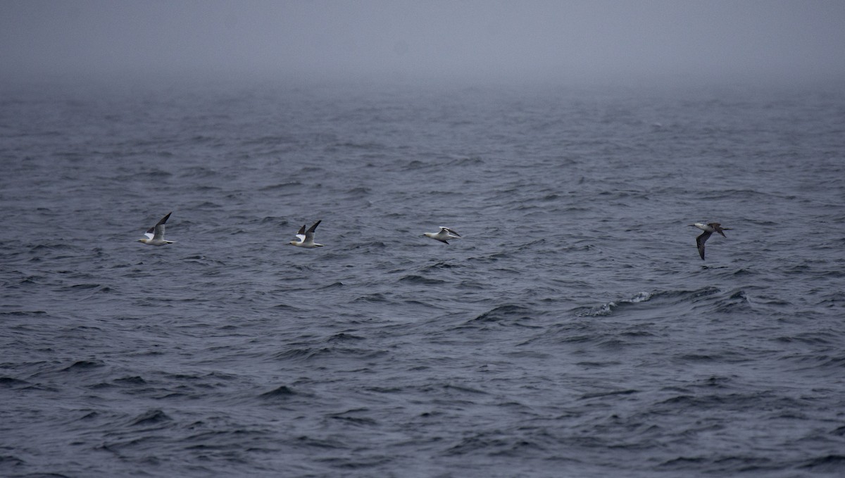 Northern Gannet - ML258432611