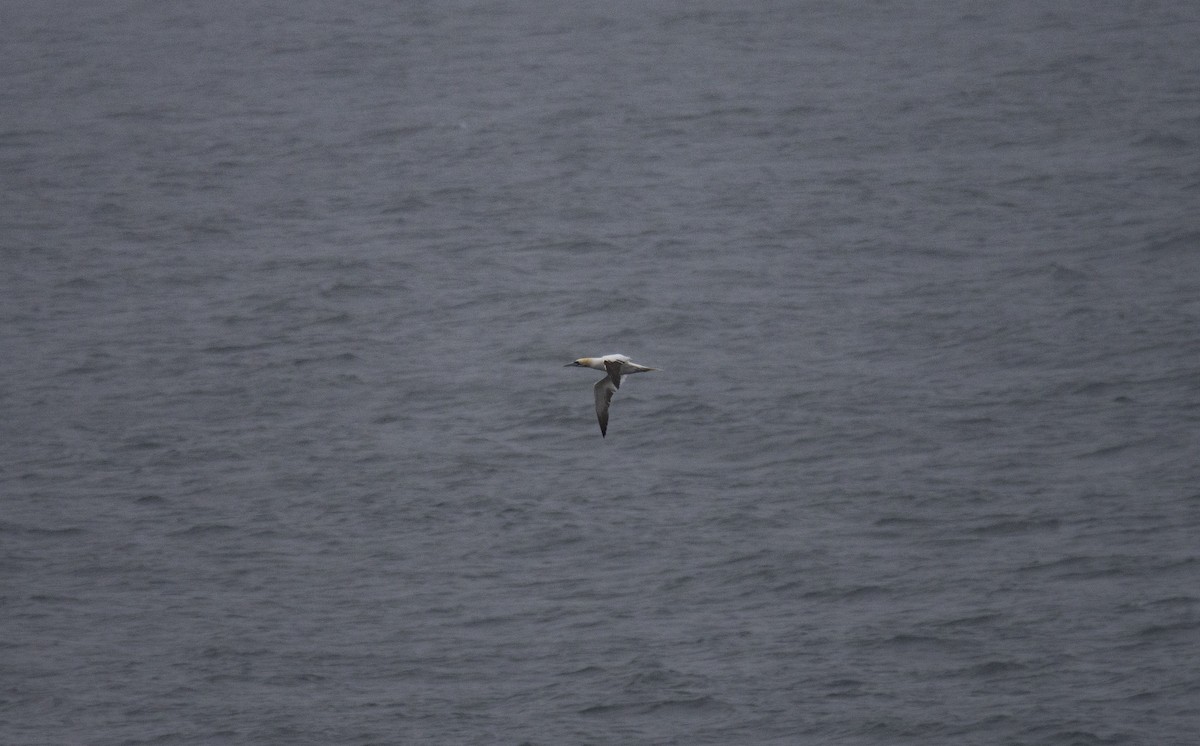 Northern Gannet - ML258432631