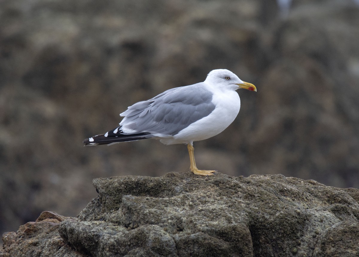 Yellow-legged Gull - ML258432651