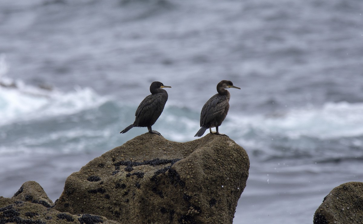 European Shag - ML258432701