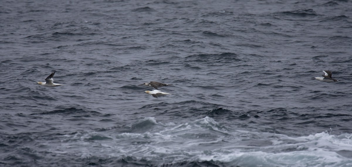 Northern Gannet - ML258432961
