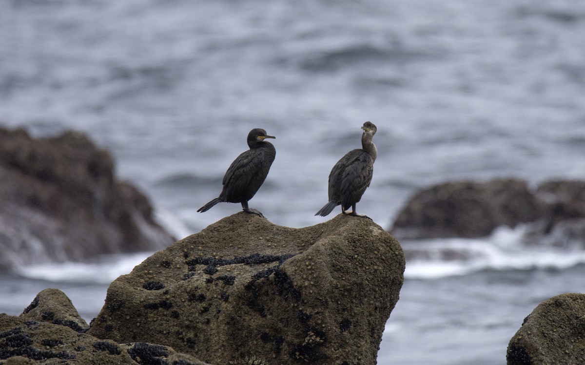 European Shag - ML258432971