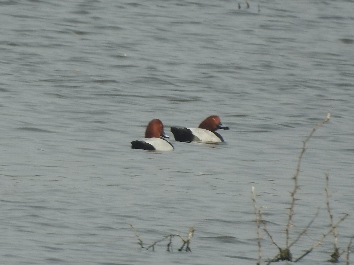 Common Pochard - Arulvelan Thillainayagam