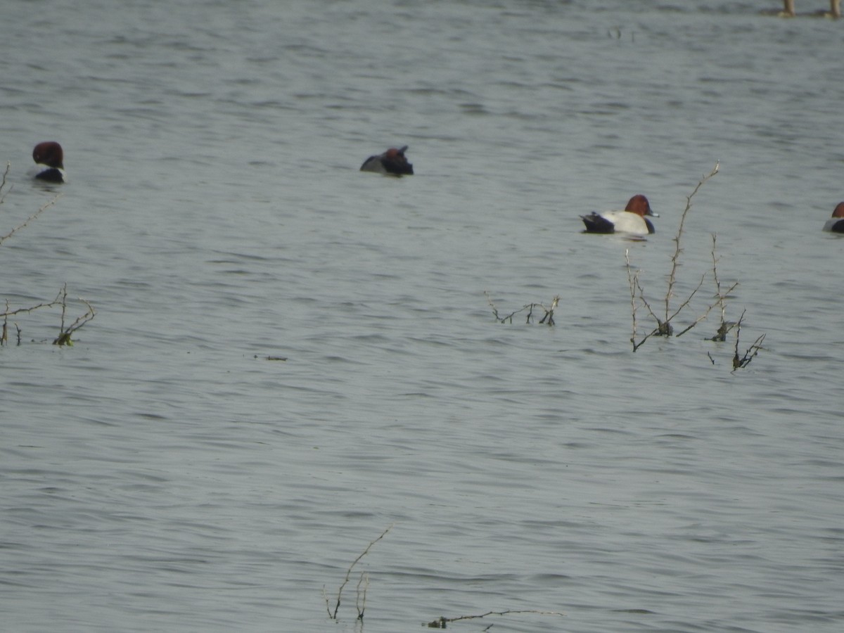 Common Pochard - ML258433081