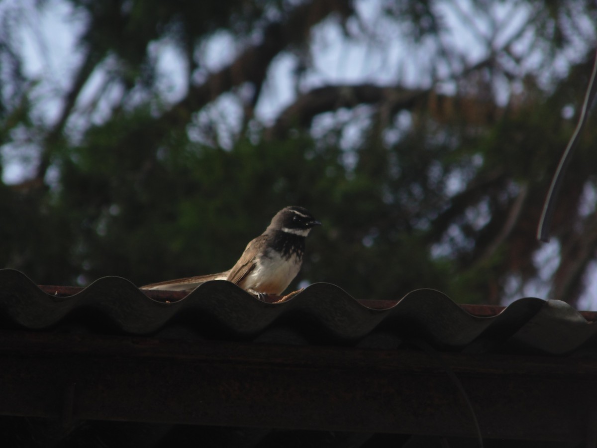 Spot-breasted Fantail - ML258433401