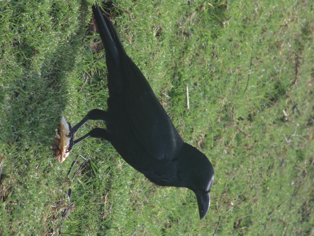 Large-billed Crow - Mehfooz .