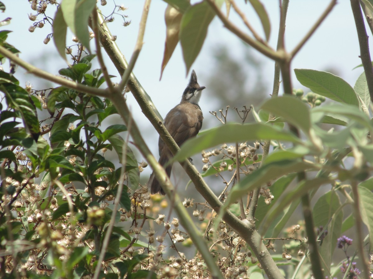 Red-whiskered Bulbul - ML258433431