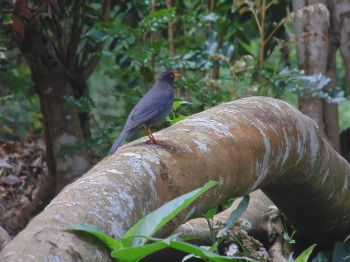 Indian Blackbird - ML258433491