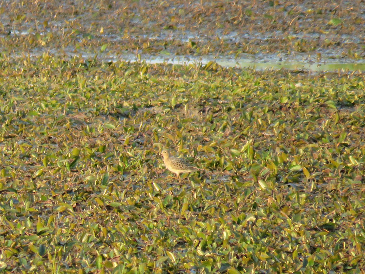 Buff-breasted Sandpiper - ML258434601