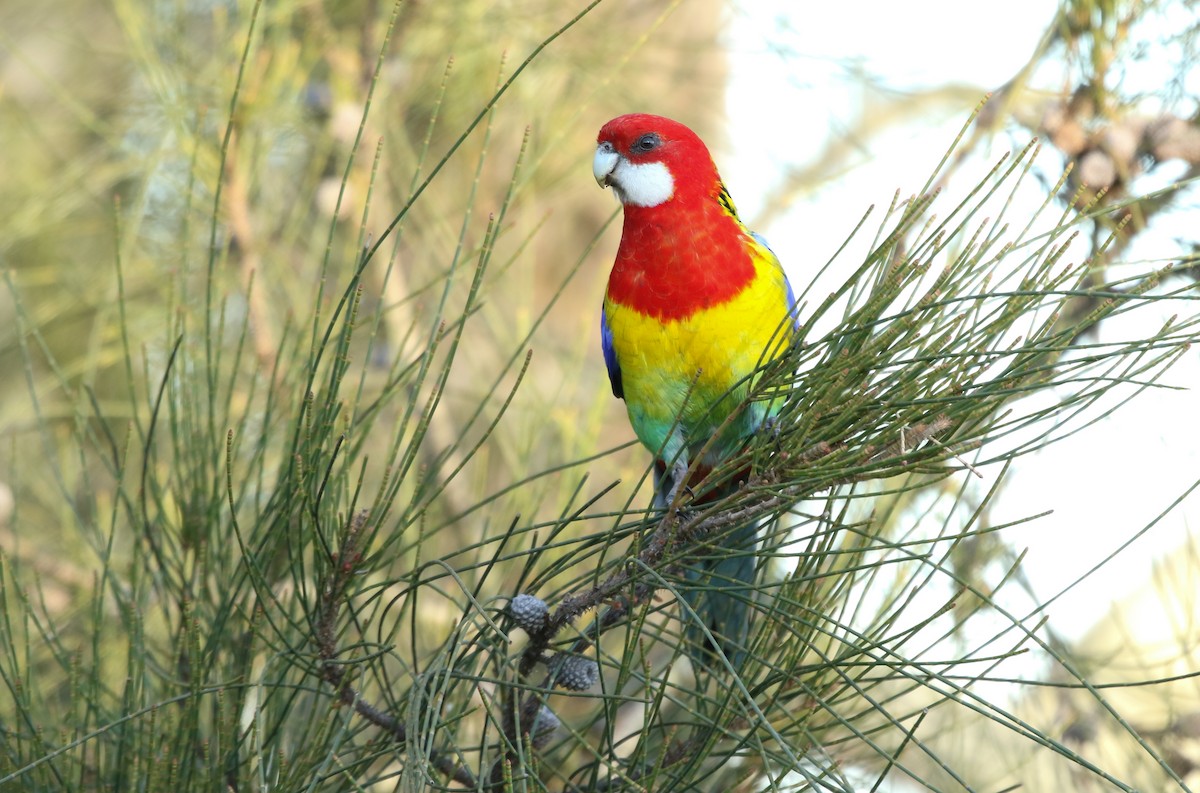 Eastern Rosella - ML258436611