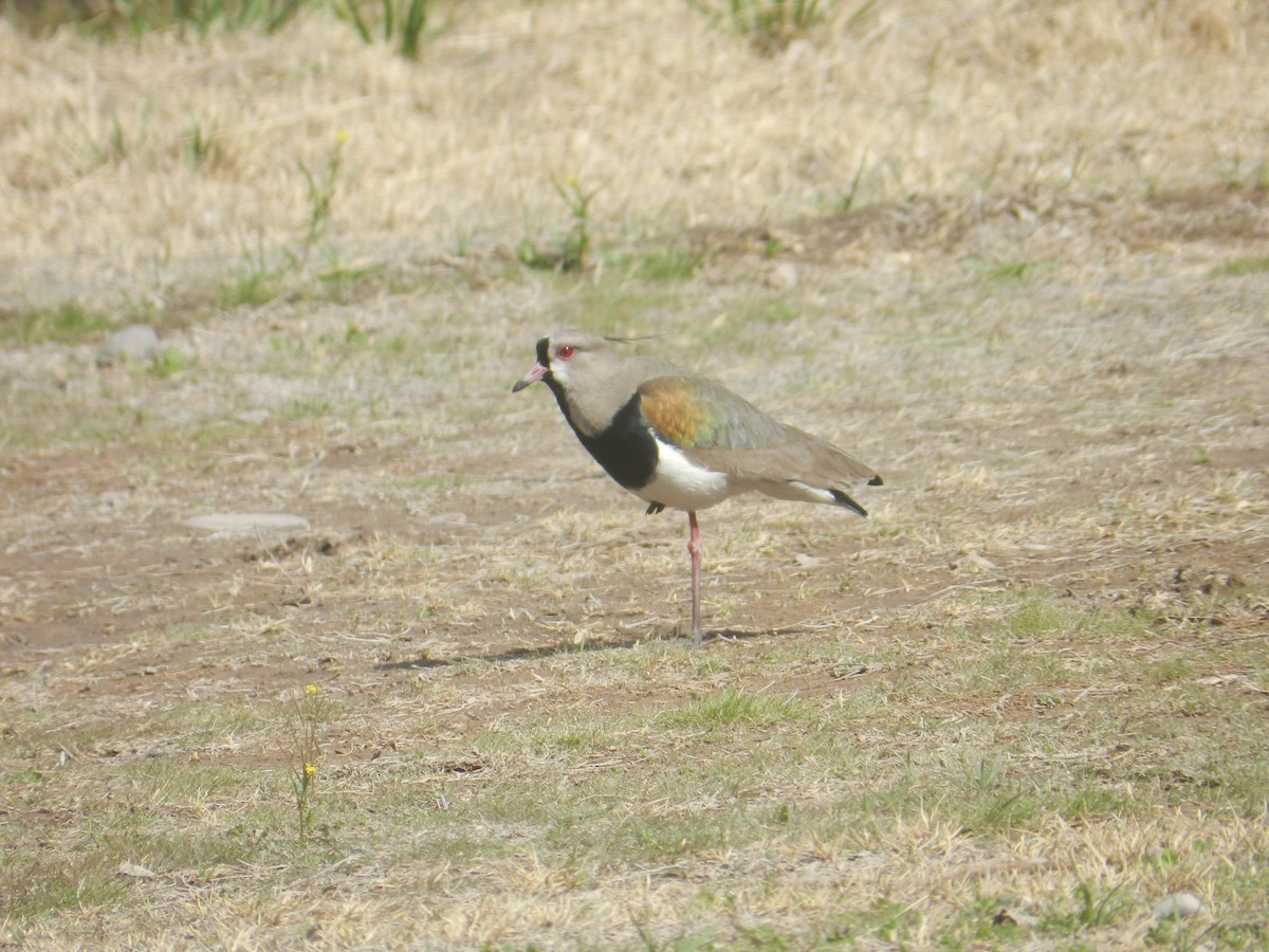 Avefría Tero (lampronotus) - ML258438701