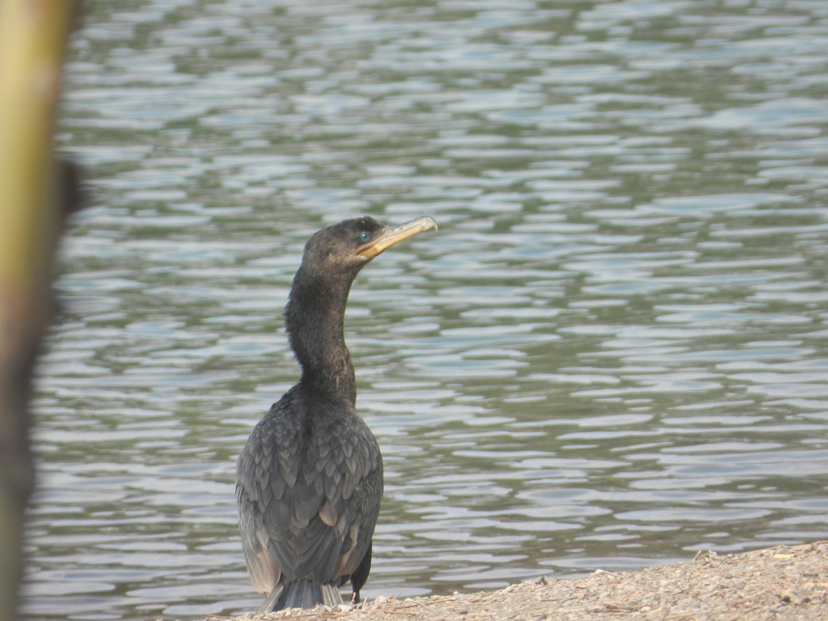 Neotropic Cormorant - Matias Gonzalez