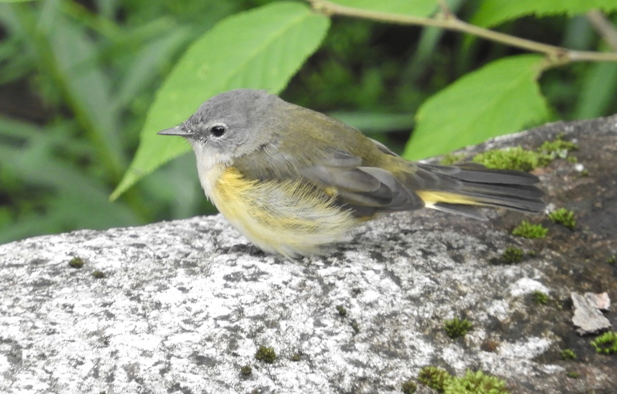 American Redstart - ML258443931