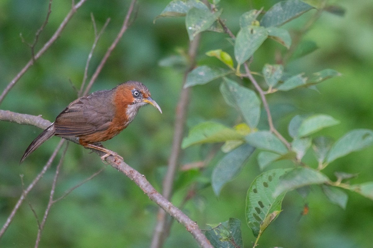 Rusty-cheeked Scimitar-Babbler - ML258446131