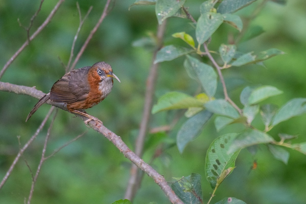 Rusty-cheeked Scimitar-Babbler - ML258446141