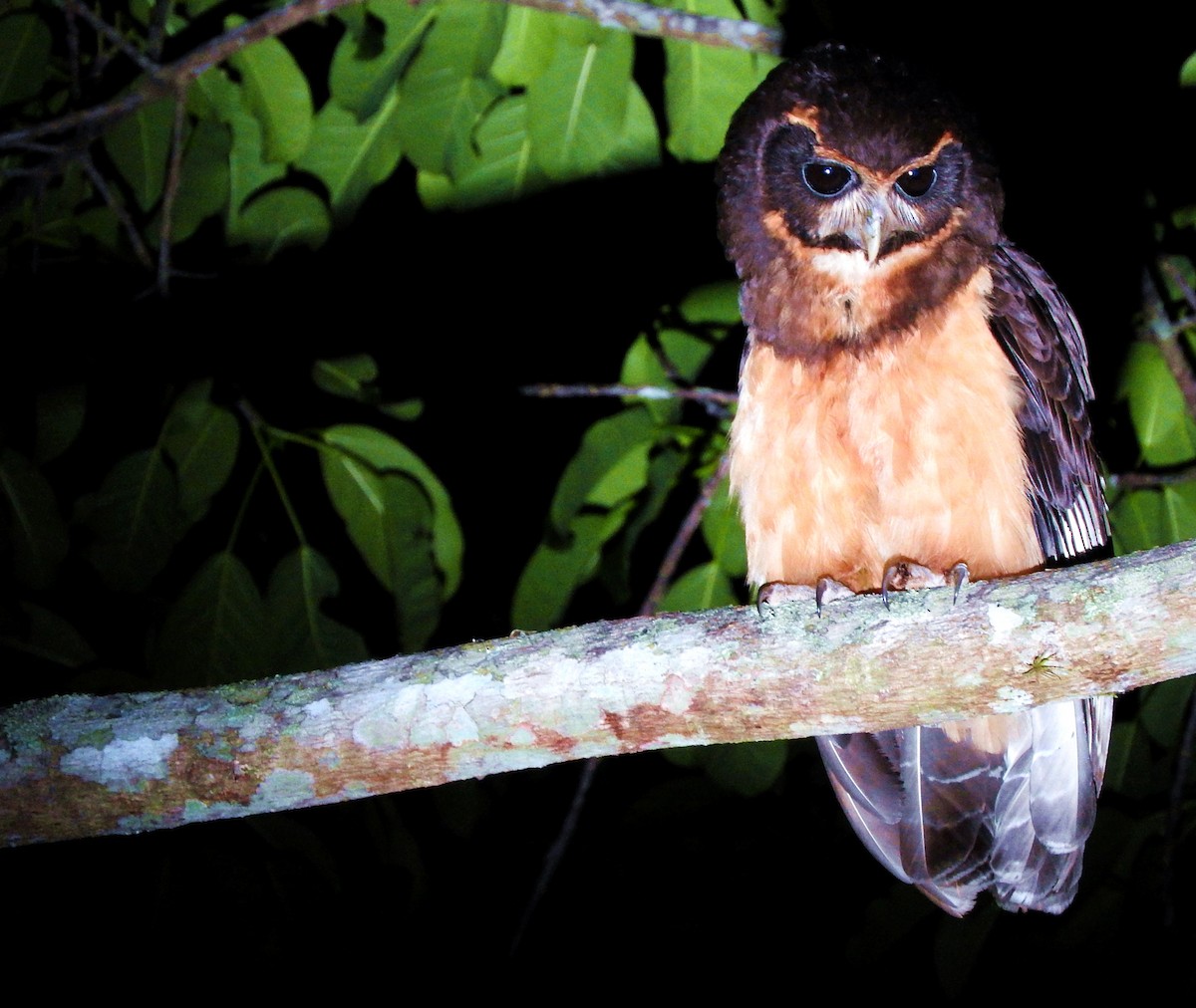 Tawny-browed Owl - ML258446371