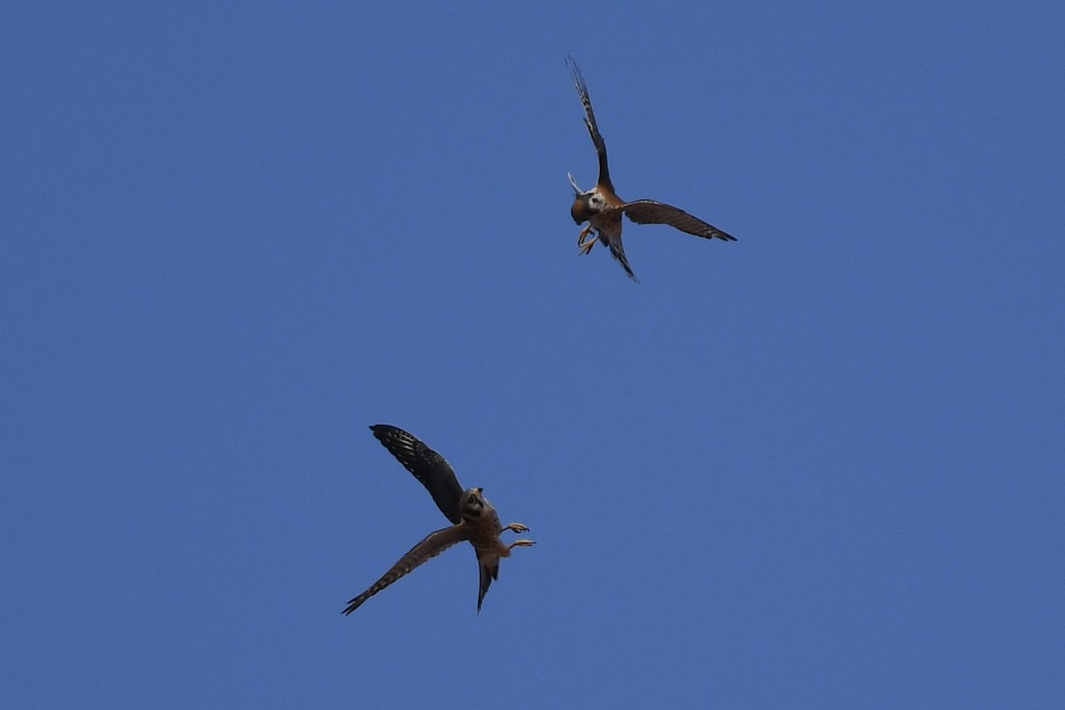 American Kestrel - ML258446601