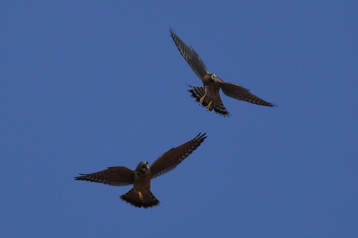 American Kestrel - ML258446611