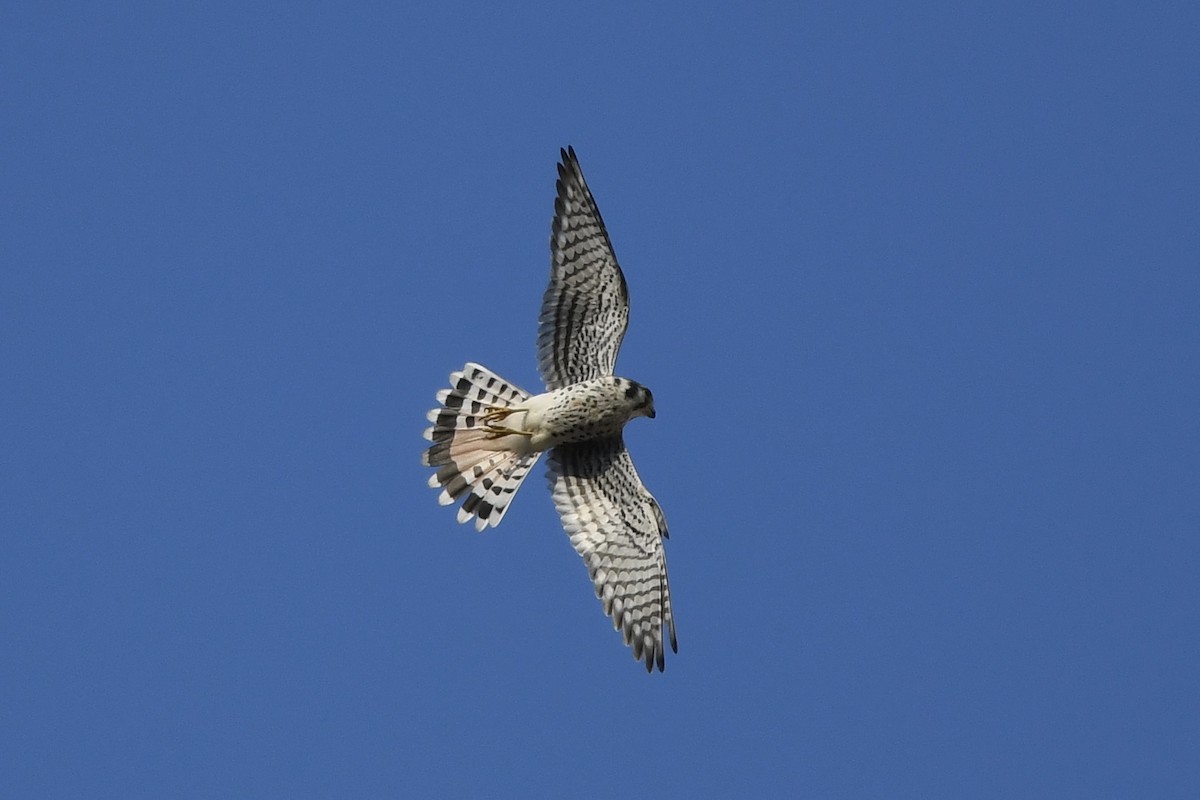 American Kestrel - ML258446621