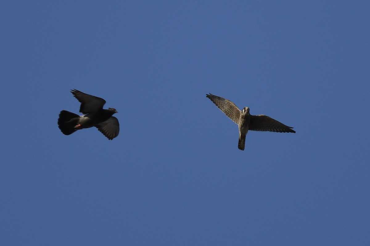 American Kestrel - ML258446631