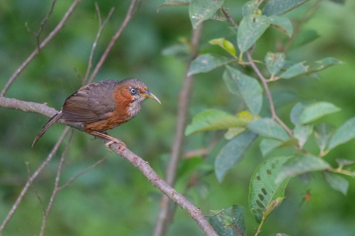 Rusty-cheeked Scimitar-Babbler - ML258446651