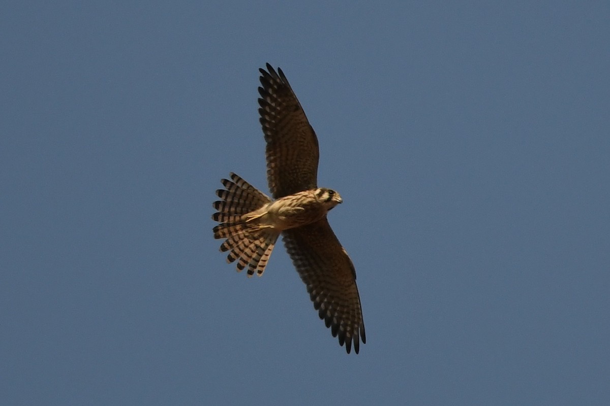 American Kestrel - ML258446811