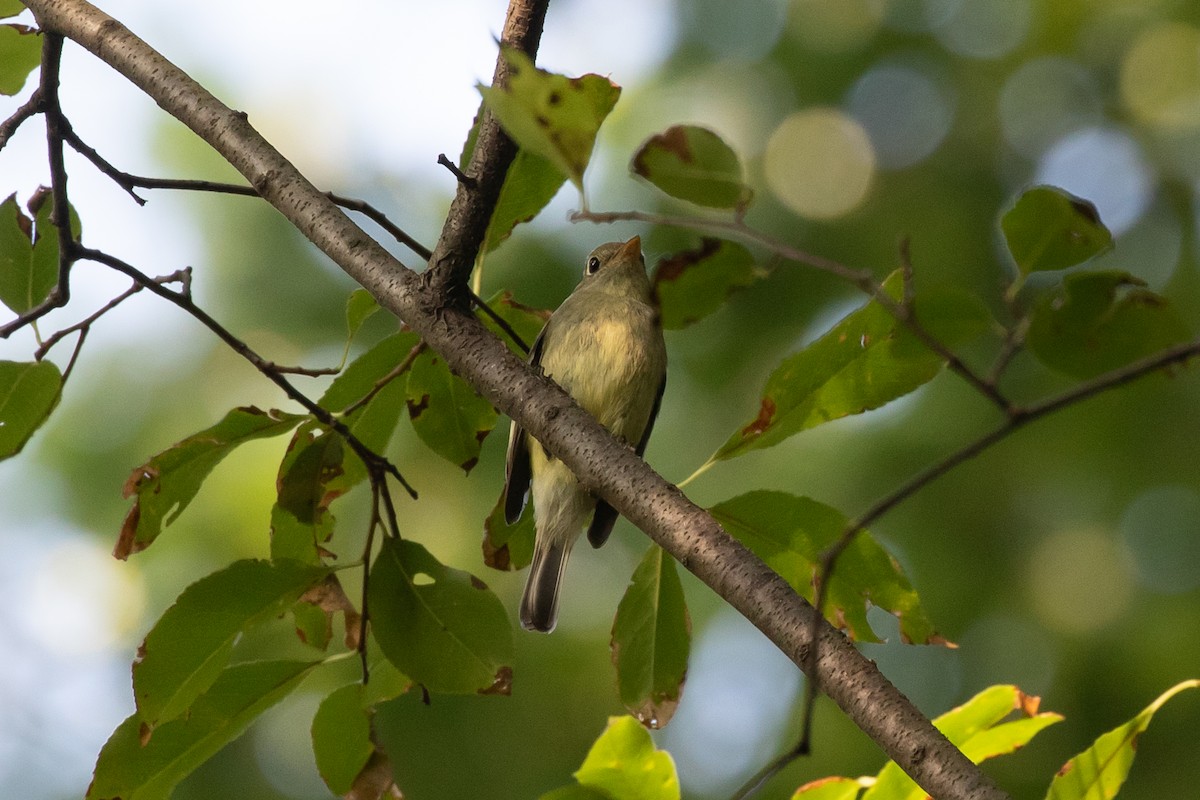 Yellow-bellied Flycatcher - R M