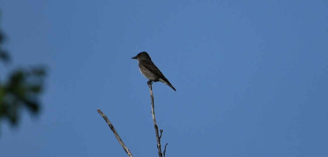 Olive-sided Flycatcher - Ezekiel Dobson