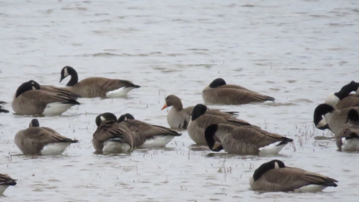 Greater White-fronted Goose - ML25844841