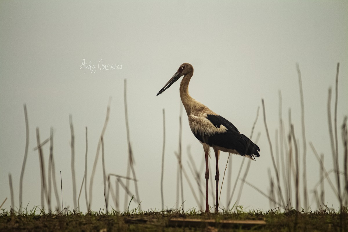 Maguari Stork - ML258449391