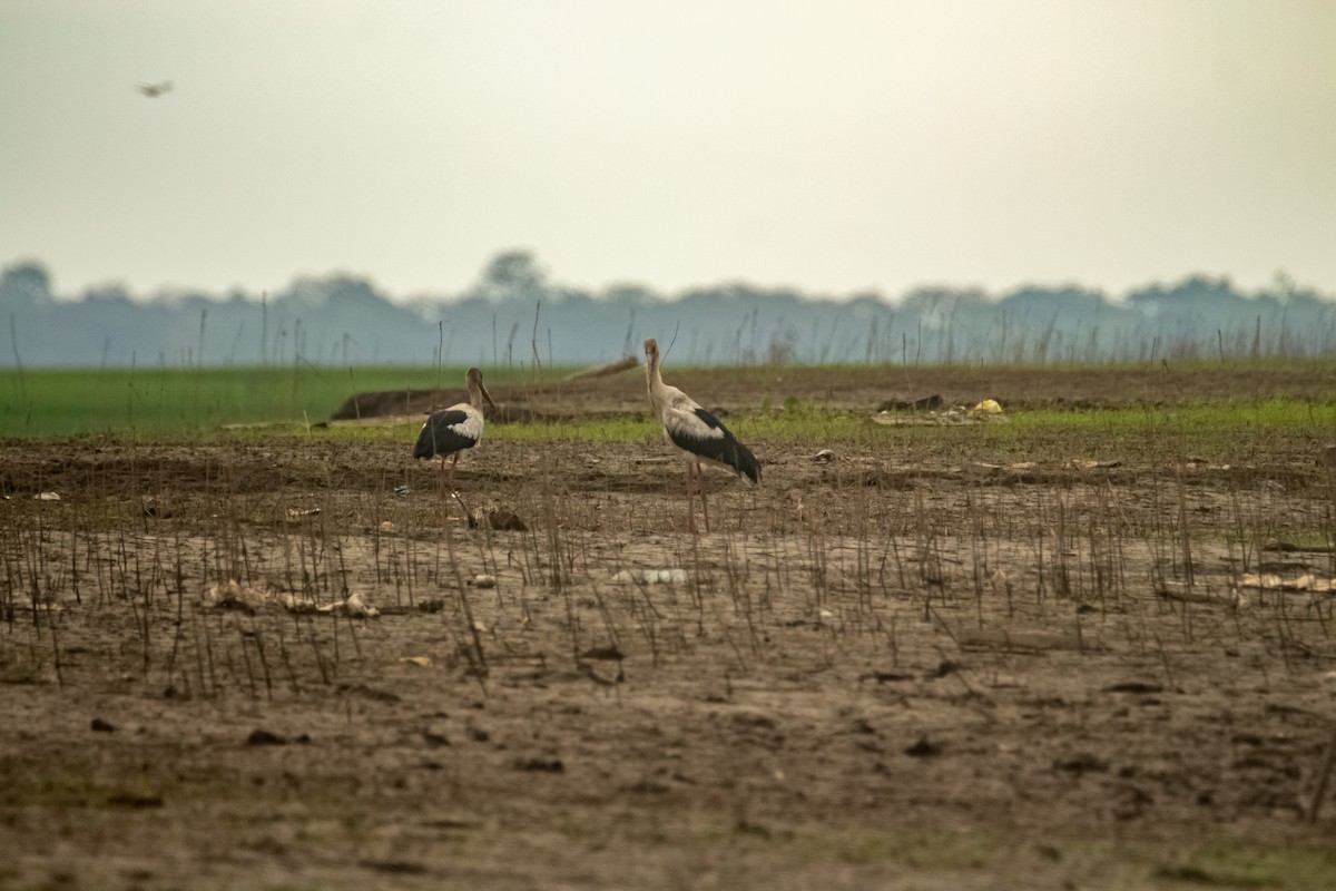 Maguari Stork - ML258449511