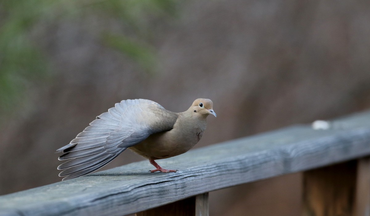 Mourning Dove - ML25845121