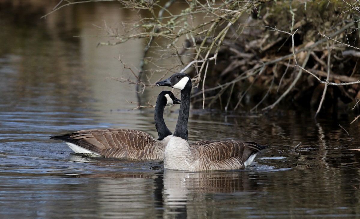 Canada Goose - Jay McGowan