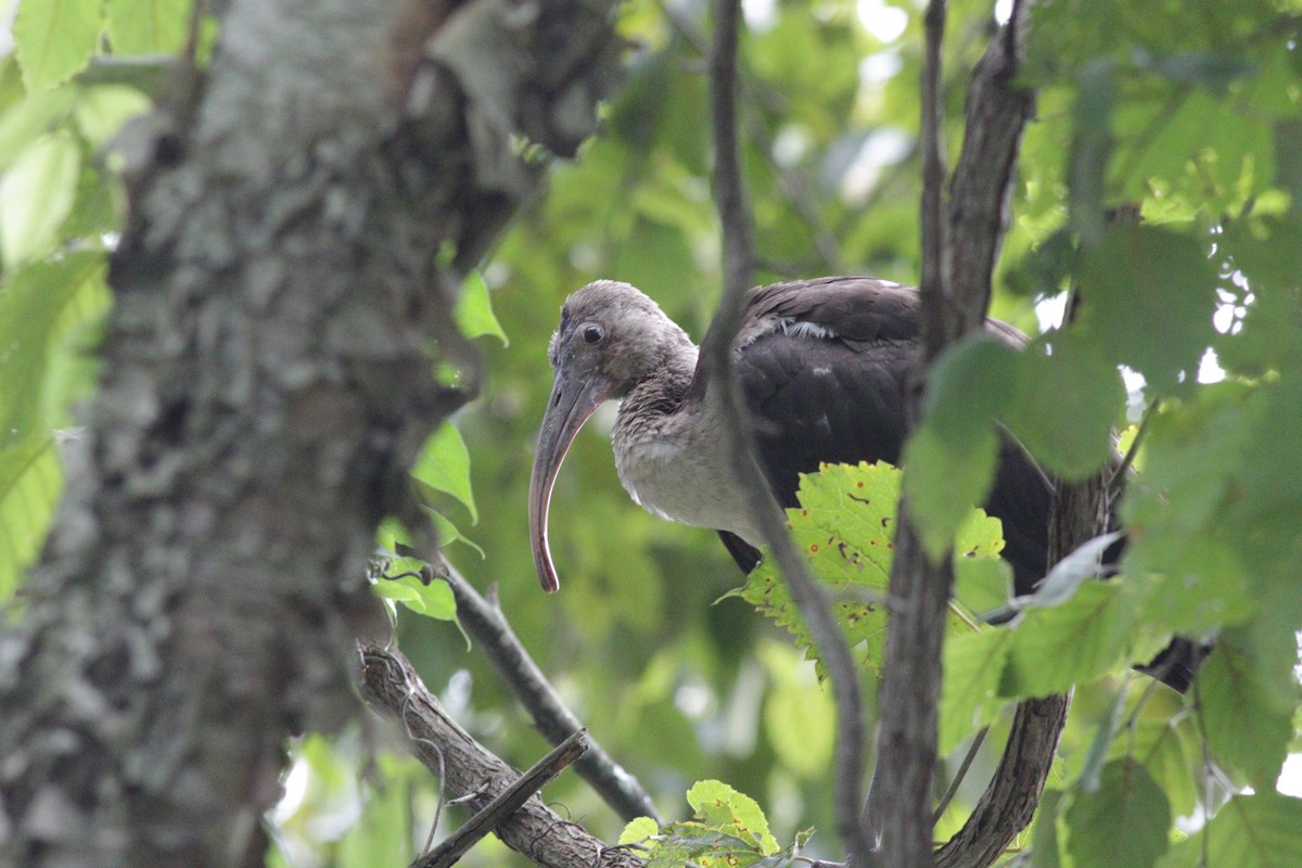 White Ibis - ML258452571