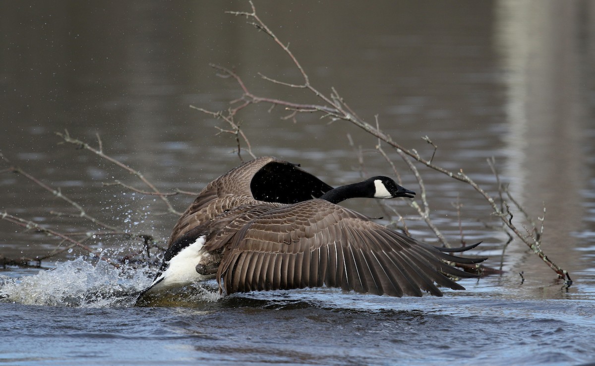 Canada Goose - Jay McGowan