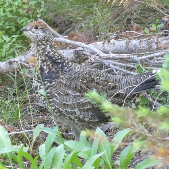 Spruce Grouse (Franklin's) - ML258452931