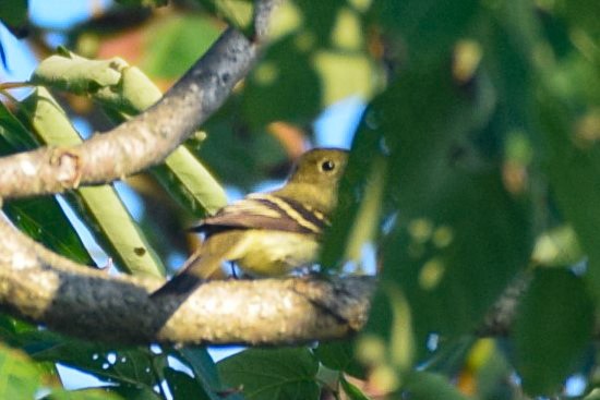 Yellow-bellied Flycatcher - ML258453371