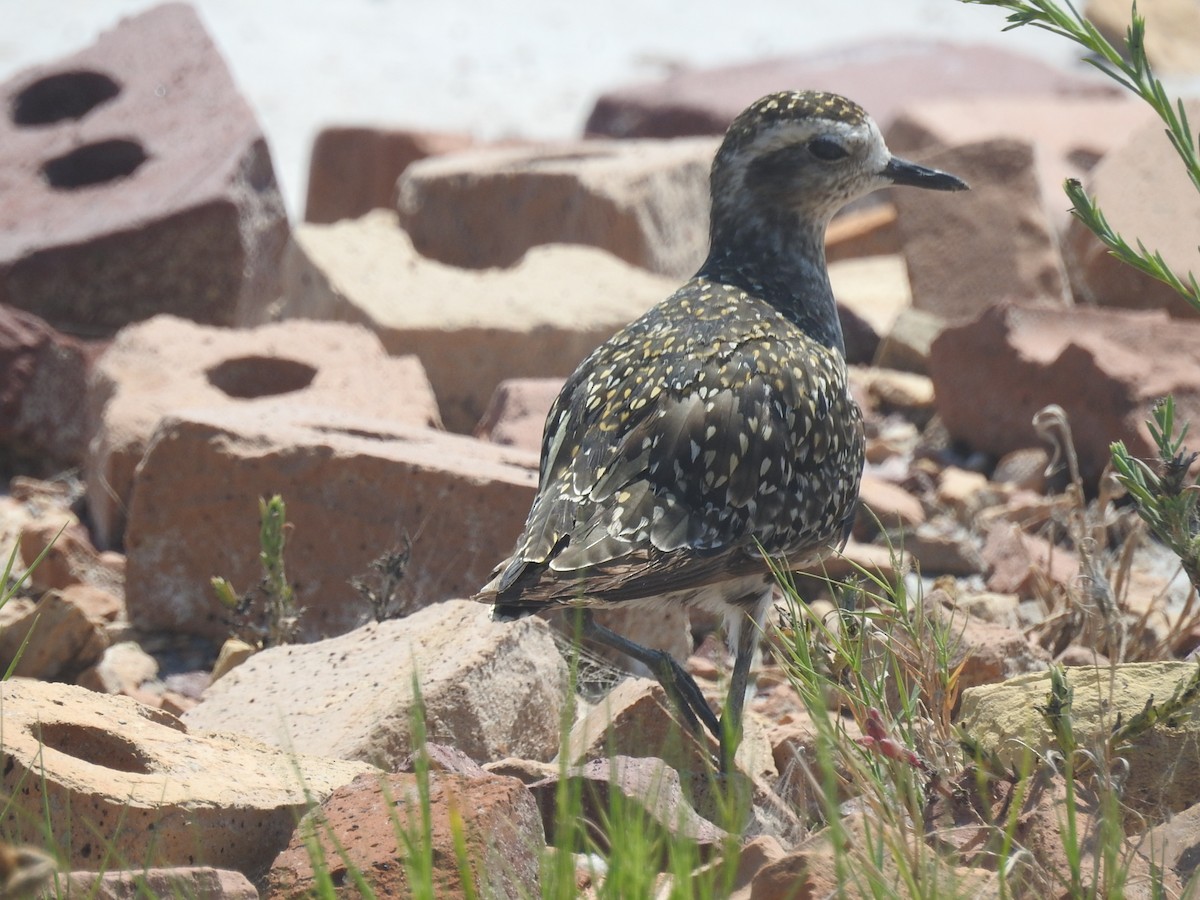 Chorlito Dorado Americano - ML258453531