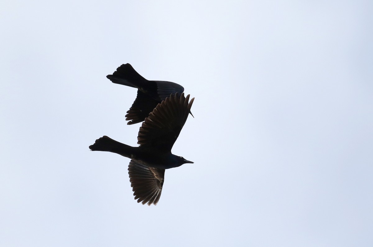 Common Grackle (Bronzed) - ML25845411