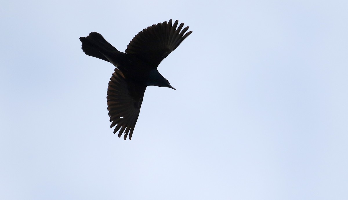 Common Grackle (Bronzed) - ML25845501