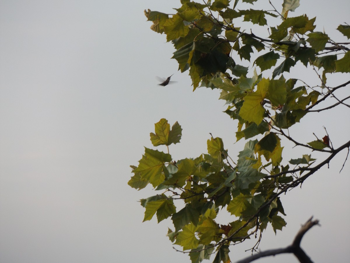 Ruby-throated Hummingbird - ML258455391