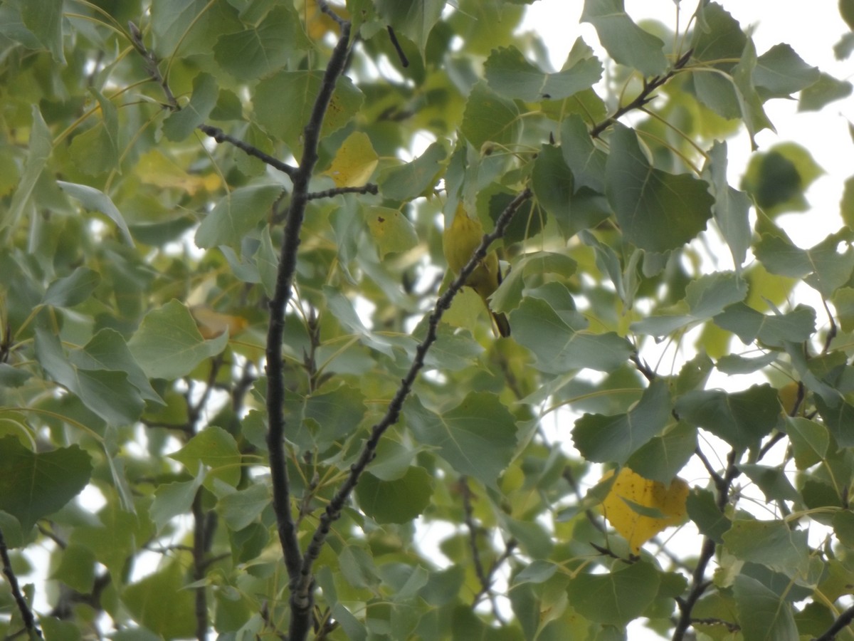Northern Yellow Warbler - ML258455451