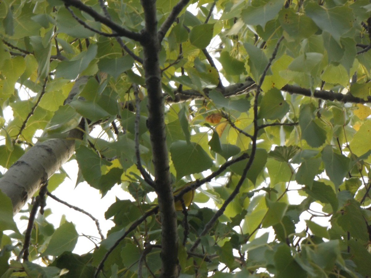 Northern Yellow Warbler - ML258455471