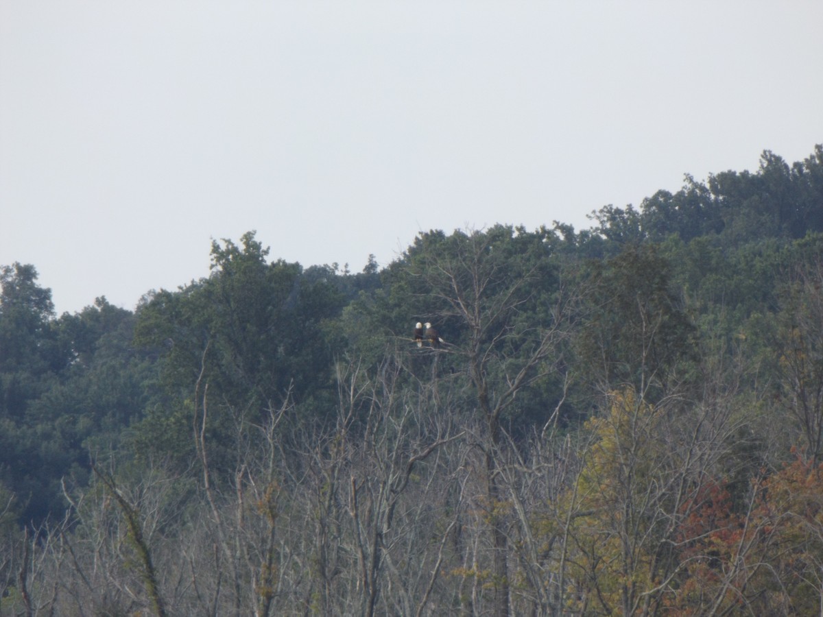 Bald Eagle - ML258455611